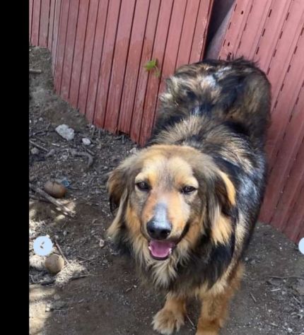 5anni splendido manto kg15 DA CUCCIOLO ASPETTA CASA.NAPOLI - Foto 2