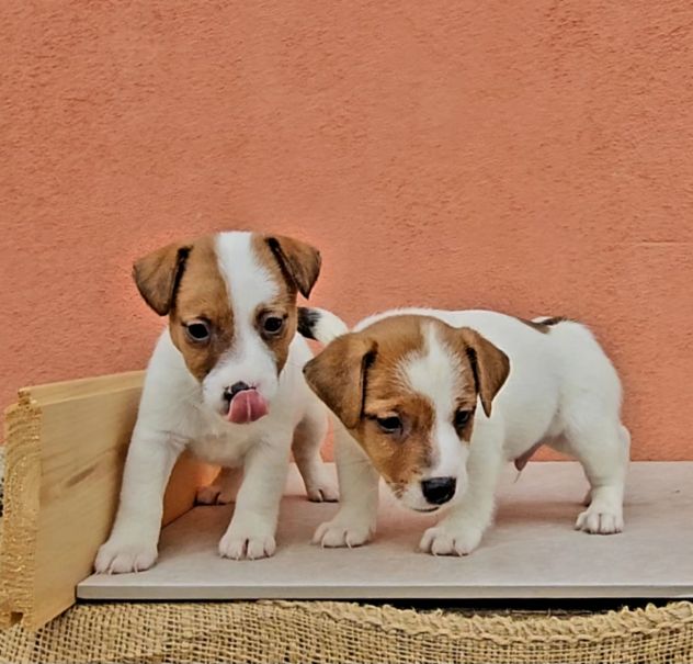 Cuccioli di Jack Russell - Foto 10
