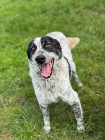 ESCAPE cacciatore di abbracci, CANE IN ADOZIONE - Foto 6