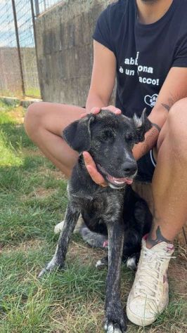 SHADOW AMOROSO CUCCIOLO IN ADOZIONE