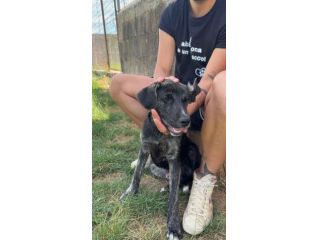 SHADOW AMOROSO CUCCIOLO IN ADOZIONE