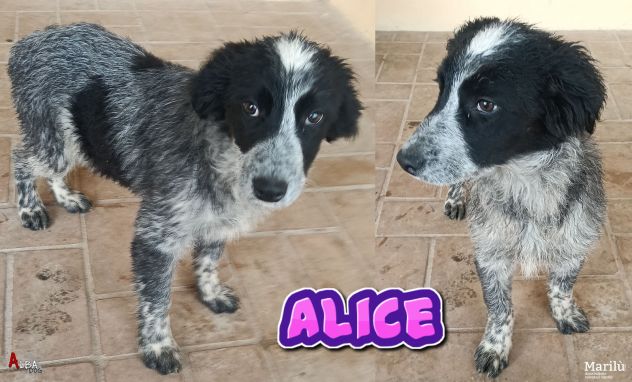 Emy, Alice ed Ellen cucciole in canile - Foto 2