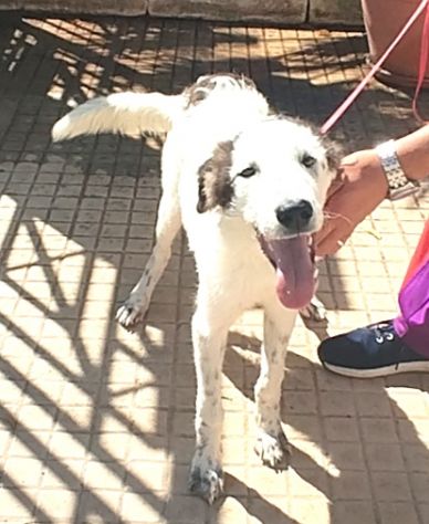 Il dolce Snoopy cerca la sua famiglia questa volta per sempre - Foto 2