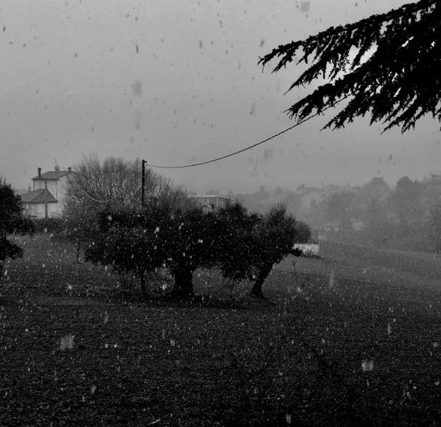 Agricolo in vendita a Jesi
