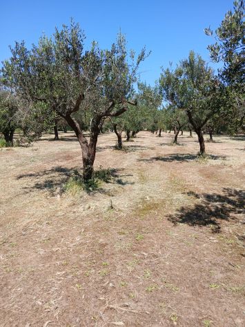 Uliveto da 1.86 ha - a Sud di Brindisi - Foto 4