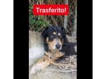 UN'OCCASIONE ANCHE PER GATSBY  CAGNOLINO IN ADOZIONE