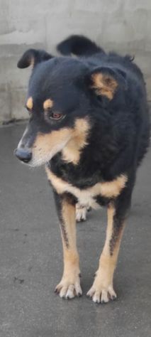 CANE IN ADOZIONE: CAFFE', taglia media. - Foto 10