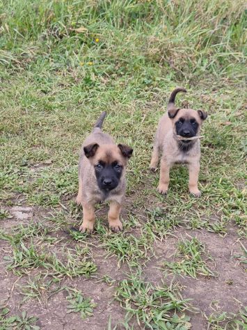 Pastore Belga Malinois Allevamento e cuccioli Lecce Brindisi Bari e in Puglia - Foto 5