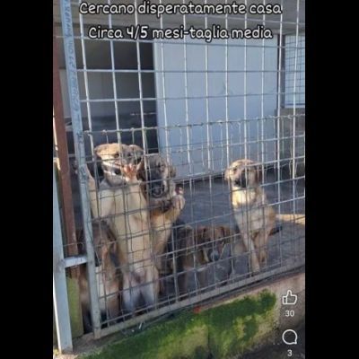 CUCCIOLI IN ADOZIONE taglia media - Foto 9