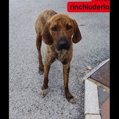 GIOVANE SEGUGIO MERITA UN'OPPORTUNITÀ, CANE IN ADOZIONE