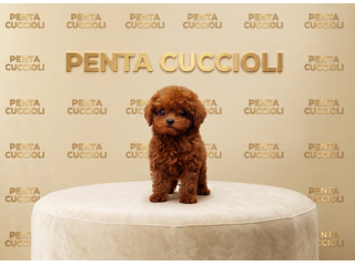 BARBONCINO TOY CUCCIOLI - BARBONCINI NANI CUCCIOLI pag rateale