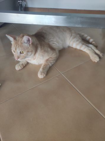Gatto Orange - Foto 2