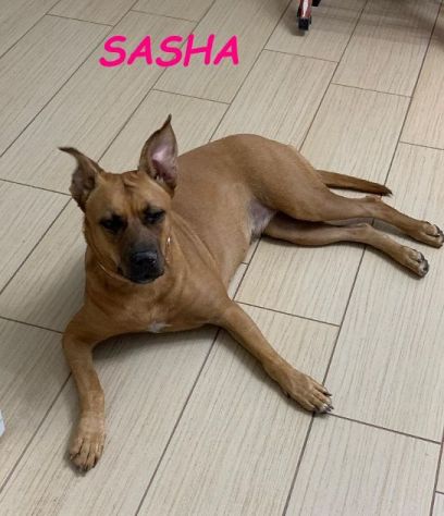 SASHA 8anni buona con gli altri cani! Urgente