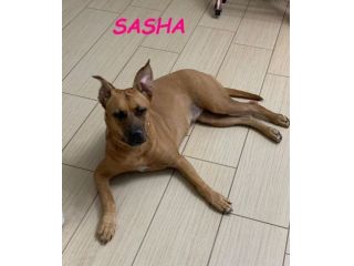 SASHA 8anni buona con gli altri cani! Urgente