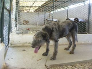 CICO, dolce mix spinone