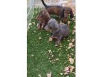 Cuccioli di Bassotto