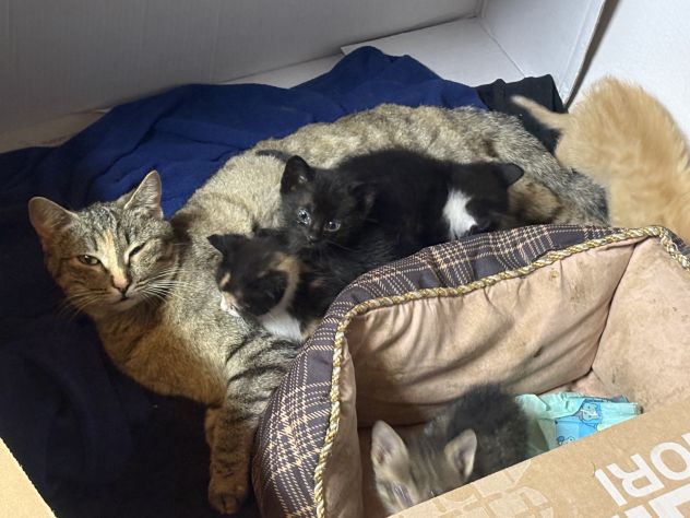 Regalo gattini di due mesi - Foto 5