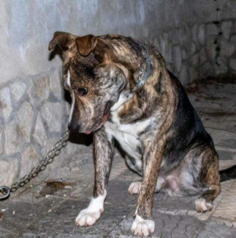 TIGRO 2anni DAL DIVANO AL BOX:DISPERATO! ABRUZZO