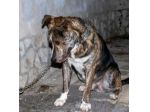 TIGRO 2anni DAL DIVANO AL BOX:DISPERATO! ABRUZZO