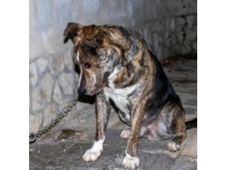 TIGRO 2anni DAL DIVANO AL BOX:DISPERATO! ABRUZZO