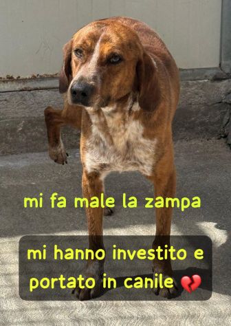 LIAM 2 ANNI taglia media contenuta - Foto 4