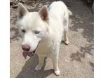 Zeus: giovane Siberian Husky socievole con tutti