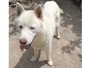 Zeus: giovane Siberian Husky socievole con tutti