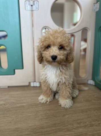 Cuccioli di Maltippo teglia piccola