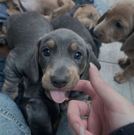 BASSOTTO NANO - BASSOTTI NANI TEDESCHI CUCCIOLI pag. dilazionato