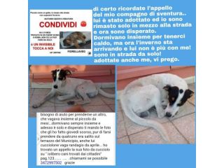 Cagnolino in cerca d 'amore