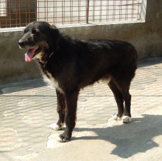PIPPO, dolcissimo cagnolone ben socializzato - Foto 6