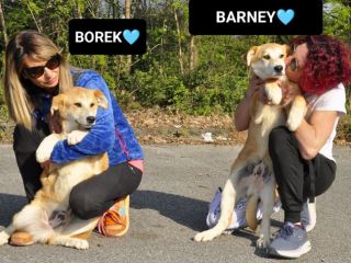 BOREK E BARNEY, 5 MESI (20/11/25), TAGLIA MEDIA, ABBANDONATI IN UNA SCATOLA