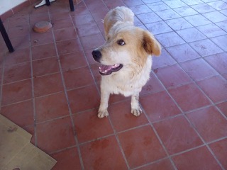 TOTO', dolce mix maremmano - Foto 3