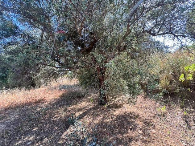 Terreno in vendita a Motta Sant'Anastasia - Foto 18
