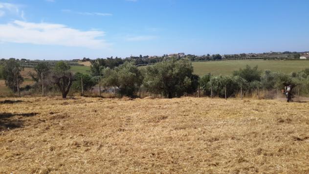 TERRENO AGRICOLO di 1300 mq (POMEZIA) rif. C/305 - Foto 12