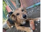 5anni femmina 16kg da sempre aspetta casa. NAPOLI