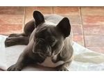 Bulldog Francese Blue