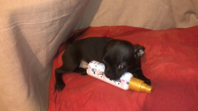 Tre cucciole chihuahua - Foto 2