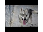 ZEUS LUPO CECOSLOVACCO CERCA SALVEZZA Cane in adozione