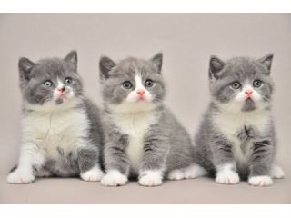 BRITISH SHORTHAIR CUCCIOLI BICOLORE - pag in 12 rate