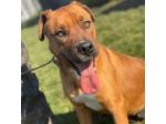 GHOST STUPENDO SIMIL BOXER CANE IN ADOZIONE