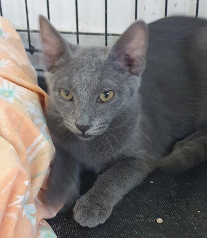 BETTY splendida simil certosina - Foto 3
