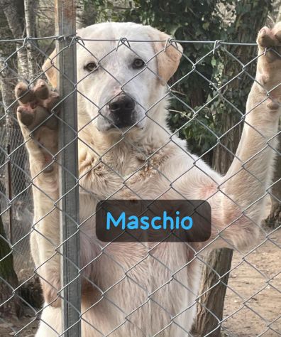 THOR E NALA 7 MESI taglia media grande SONO IN CANILE - Foto 2