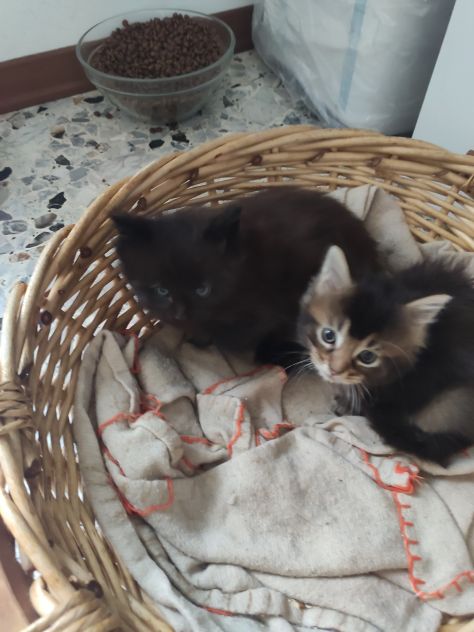 Maine coon - Foto 7