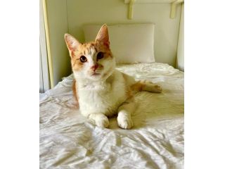 Red meraviglioso gattino cerca famiglia x sempre