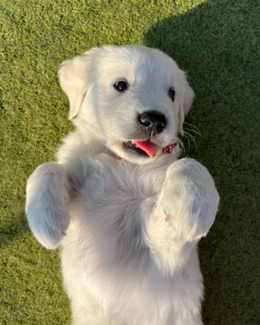 Cuccioli di golden retriever Bianchi - Foto 2