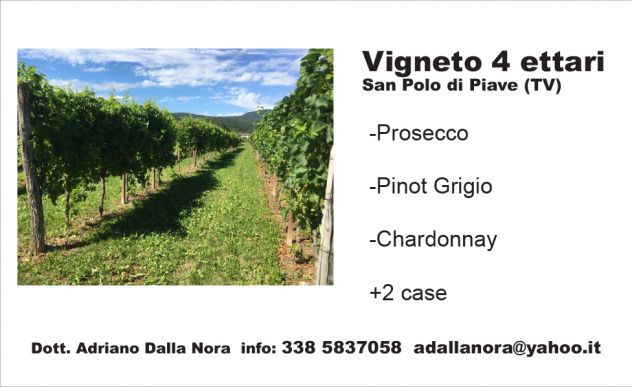 VIGNETO DI PROSECCO DOC - Foto 5