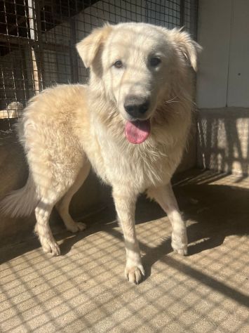 OWELL , CANE IN ADOZIONE - Foto 9