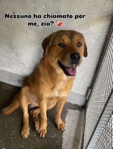 SIGFRIDO DOLCISSIMO CANE IN ADOZIONE - Foto 5