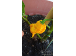 Semi Carolina Reaper, Scorpion Kraken,Habanero